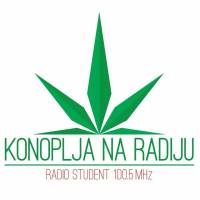 Konoplja na Radiju - Medicinska konoplja u Hrvatskoj u 2017.